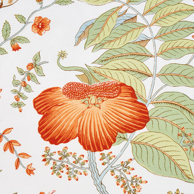 Pomegranate botanical | Orange