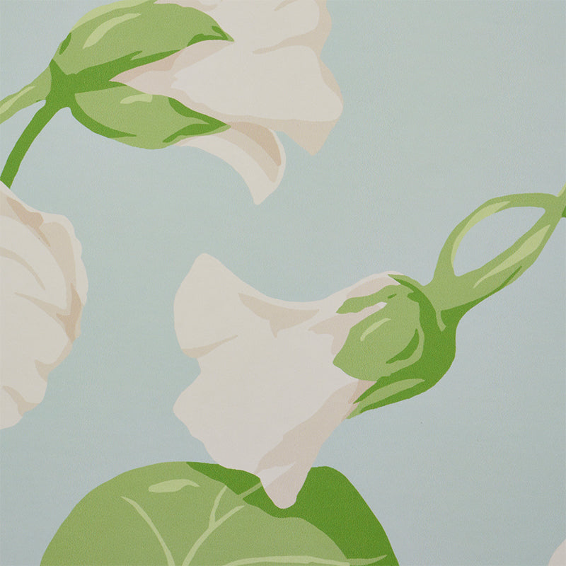 Nasturtium | Sky